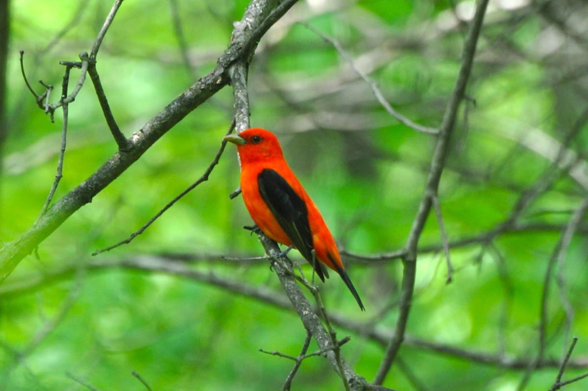 Scarlet Tanager - ML619137970