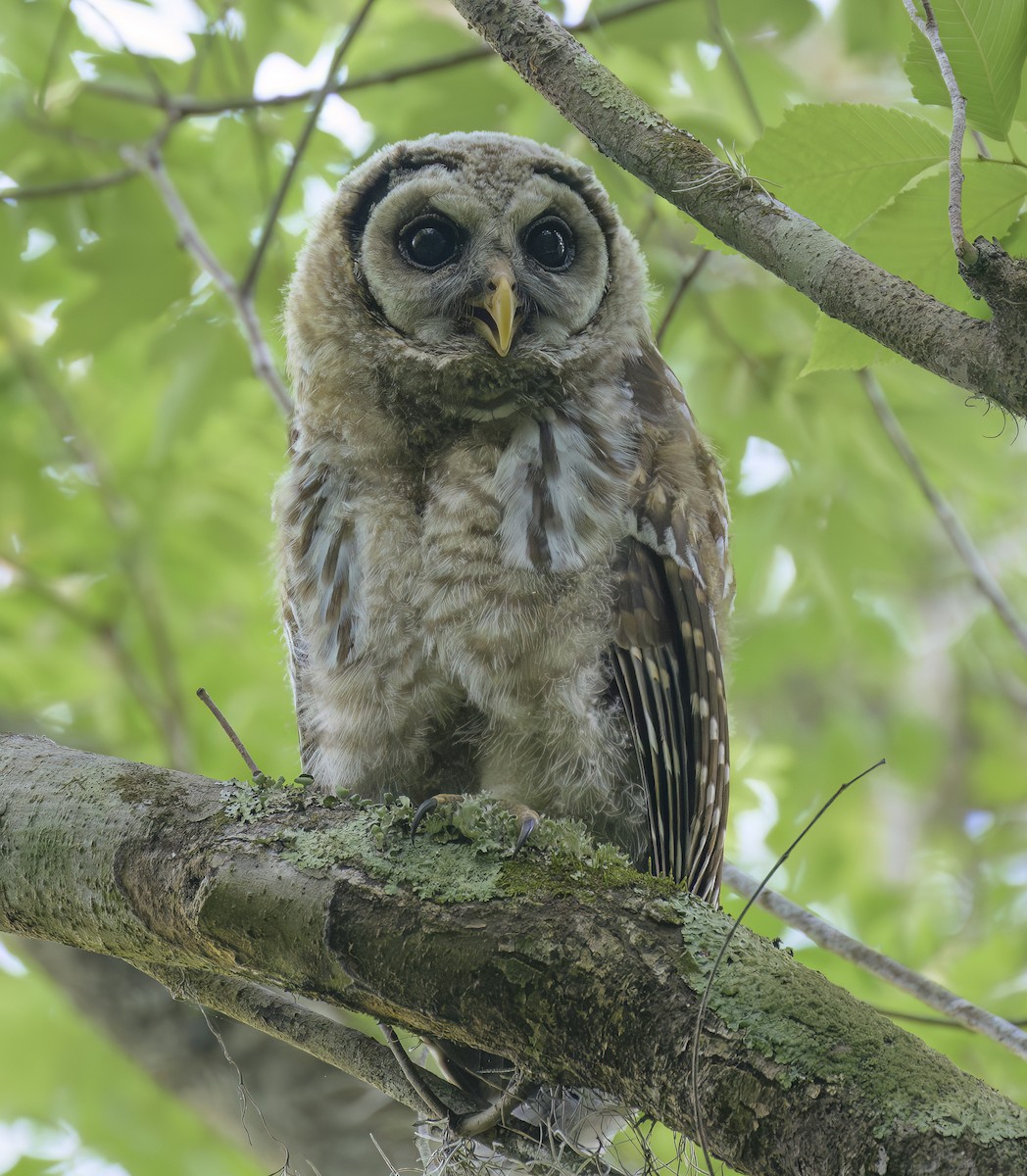 Barred Owl - ML619137982