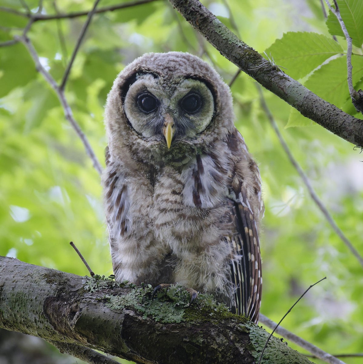 Barred Owl - ML619137986