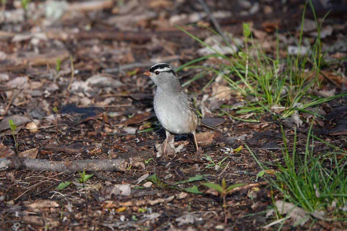 White-crowned Sparrow - ML619137990