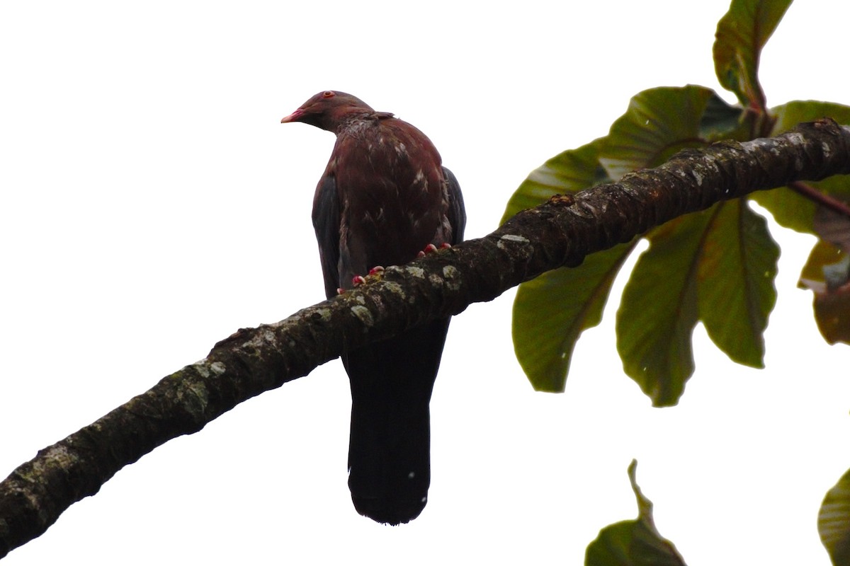 Red-billed Pigeon - ML619137997