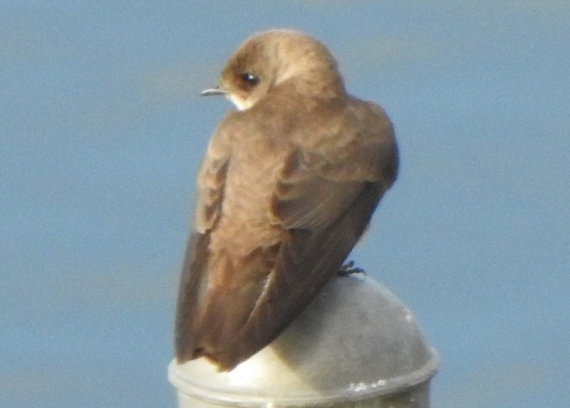 Northern Rough-winged Swallow - ML619138054
