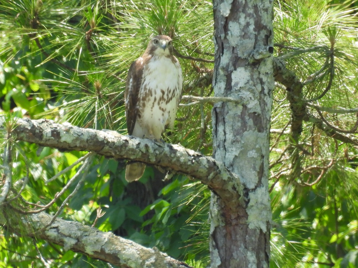 Red-tailed Hawk - ML619138068