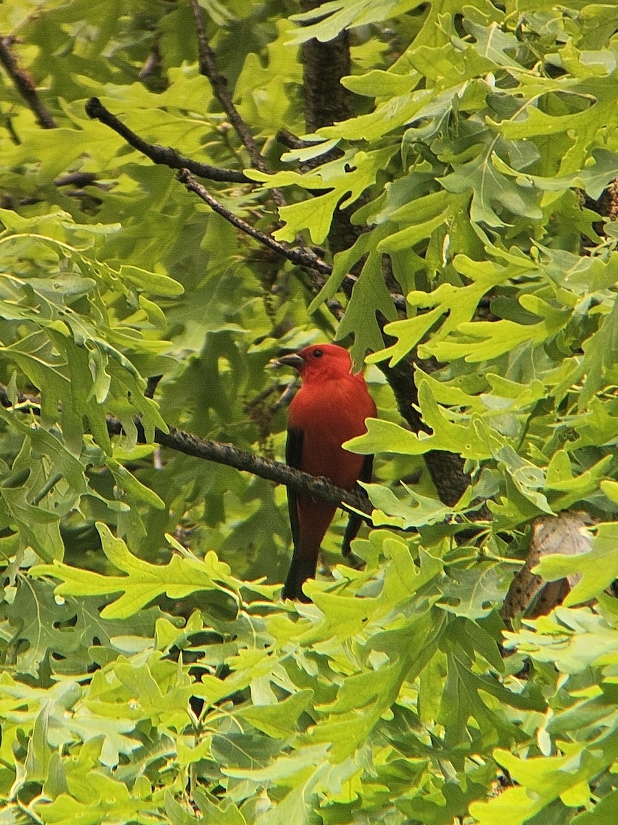 Scarlet Tanager - ML619138093