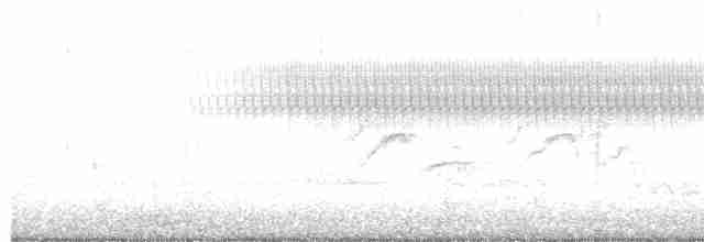 Светлобрюхий фиби - ML619138107