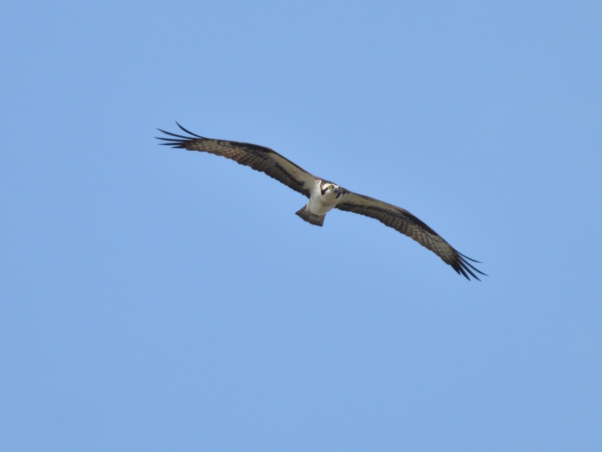Águila Pescadora - ML619138123