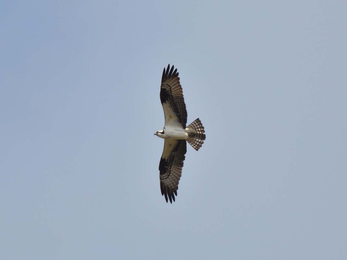 Águila Pescadora - ML619138124