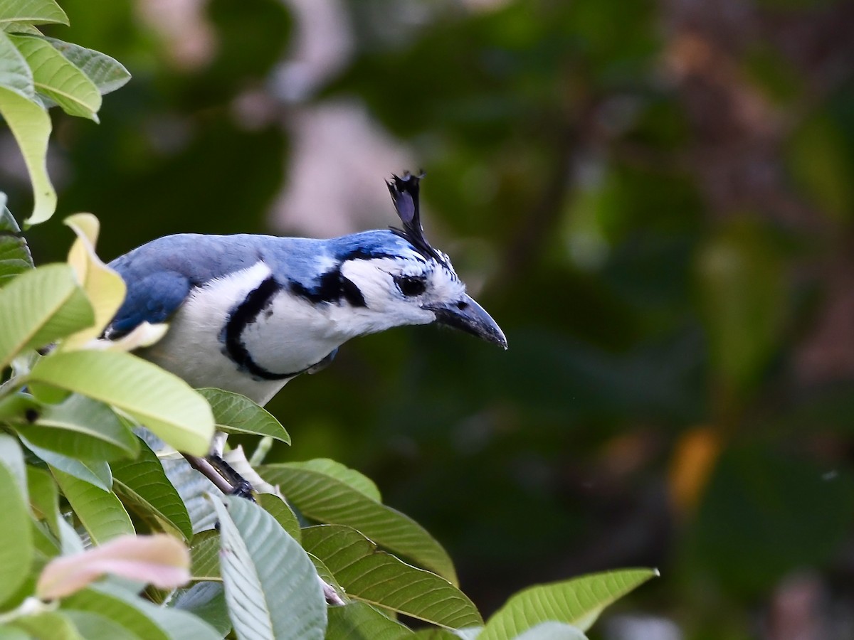 White-throated Magpie-Jay - ML619138125