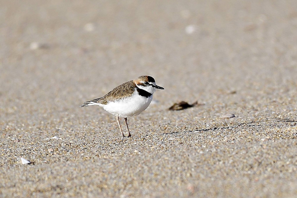Collared Plover - ML619138153