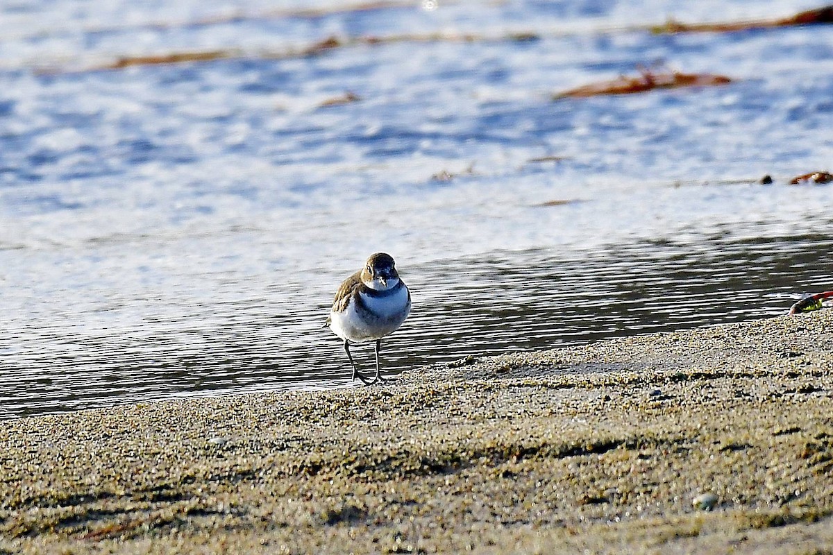 Two-banded Plover - ML619138160