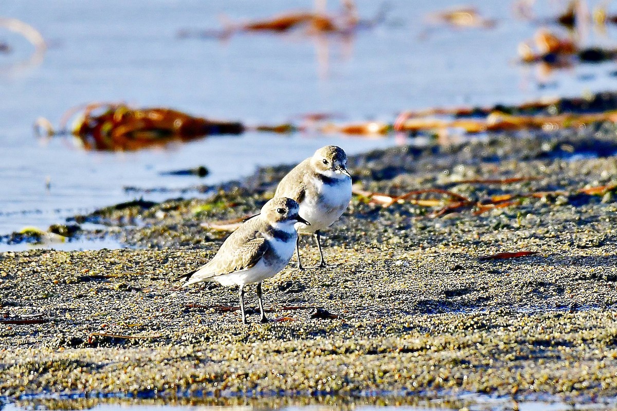 Two-banded Plover - ML619138176