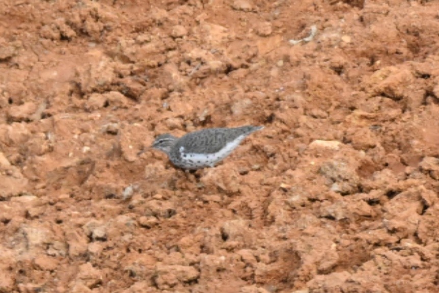 Spotted Sandpiper - ML619138187