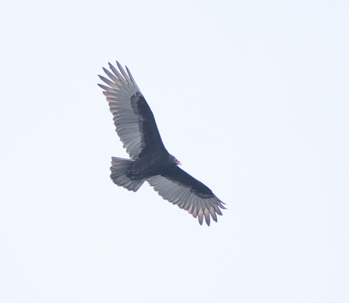 Turkey Vulture - ML619138221