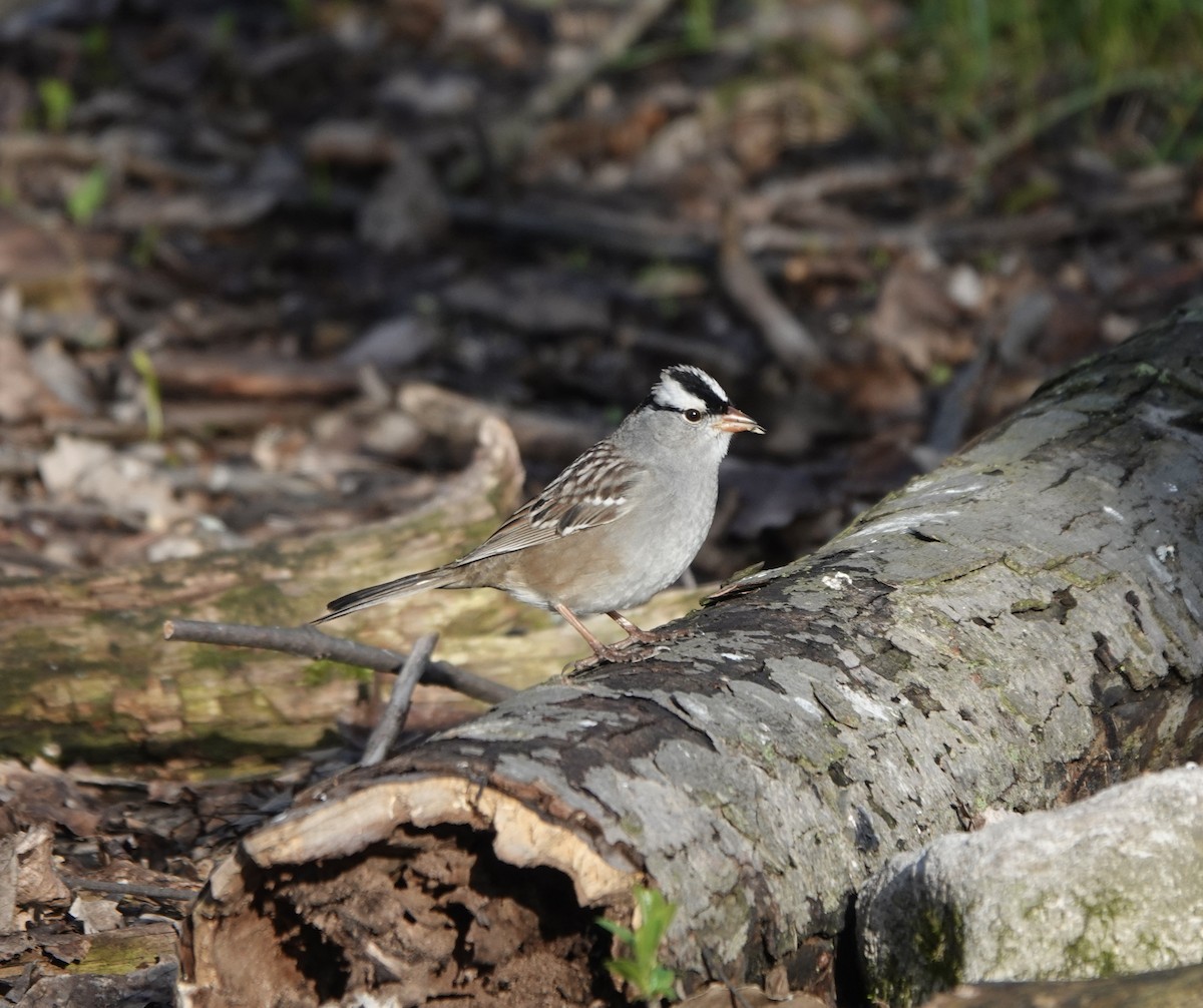 White-crowned Sparrow - ML619138224