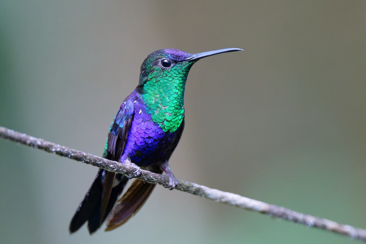 kolibřík vidloocasý - ML619138337
