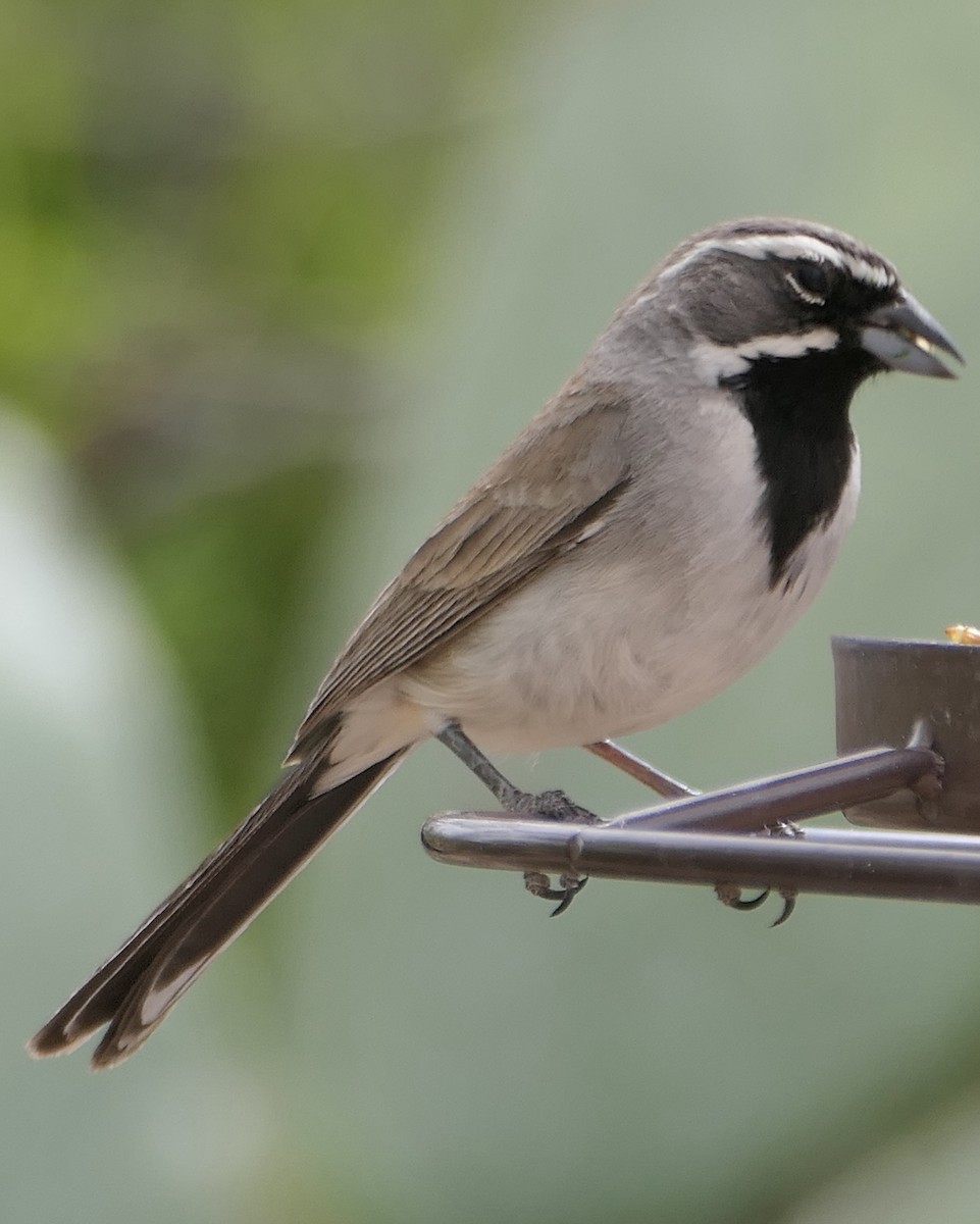 Black-throated Sparrow - ML619138363