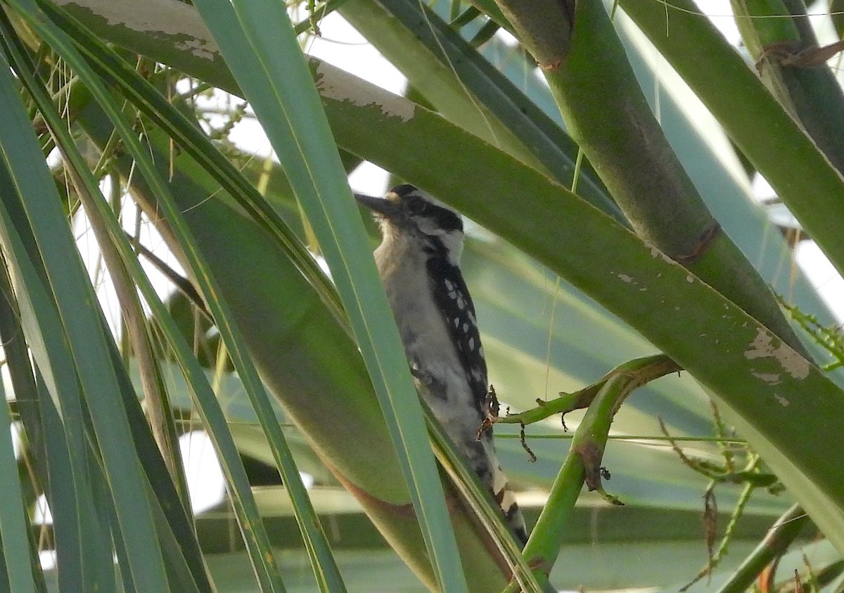 Downy Woodpecker - ML619138379