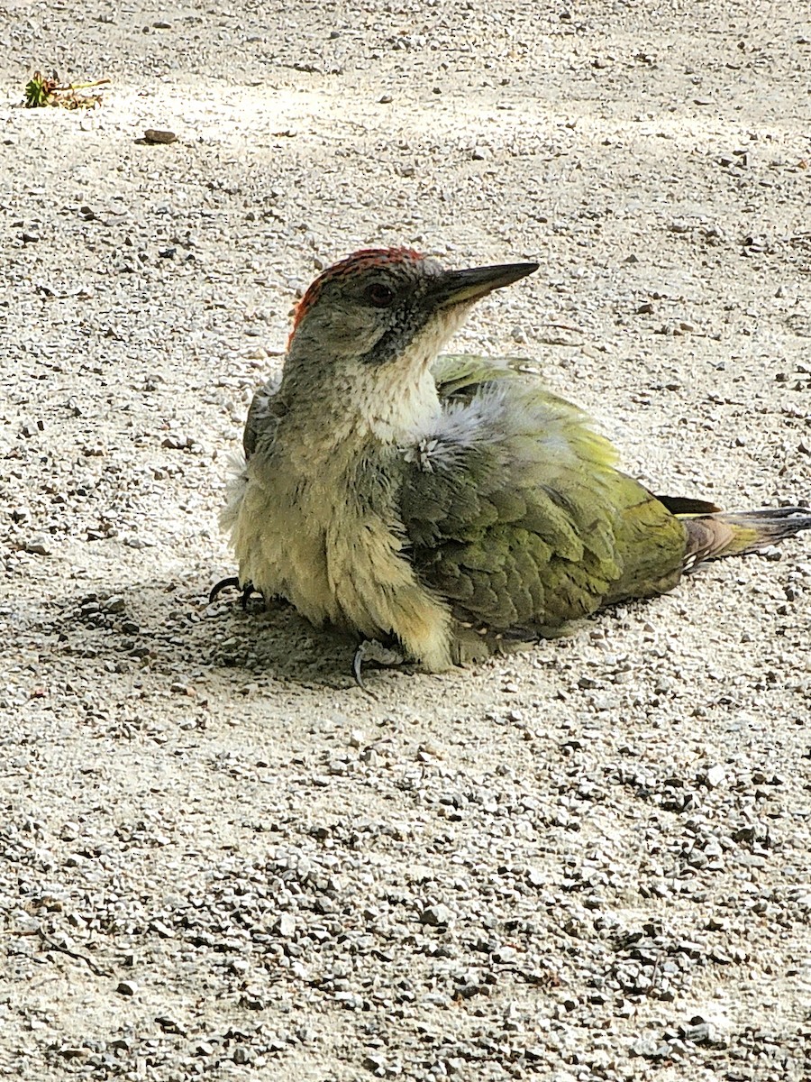 Iberian Green Woodpecker - ML619138398