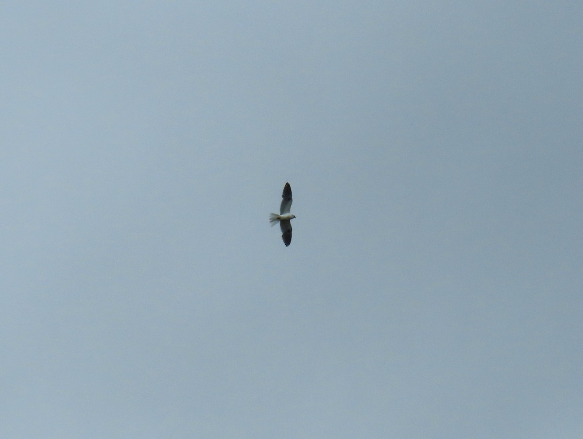 White-tailed Kite - ML619138414