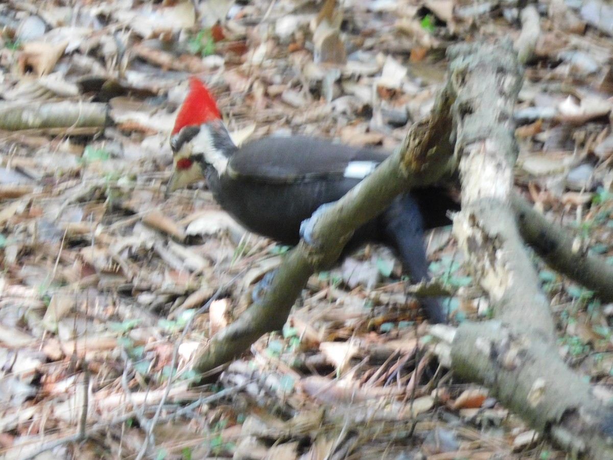 Pileated Woodpecker - ML619138432