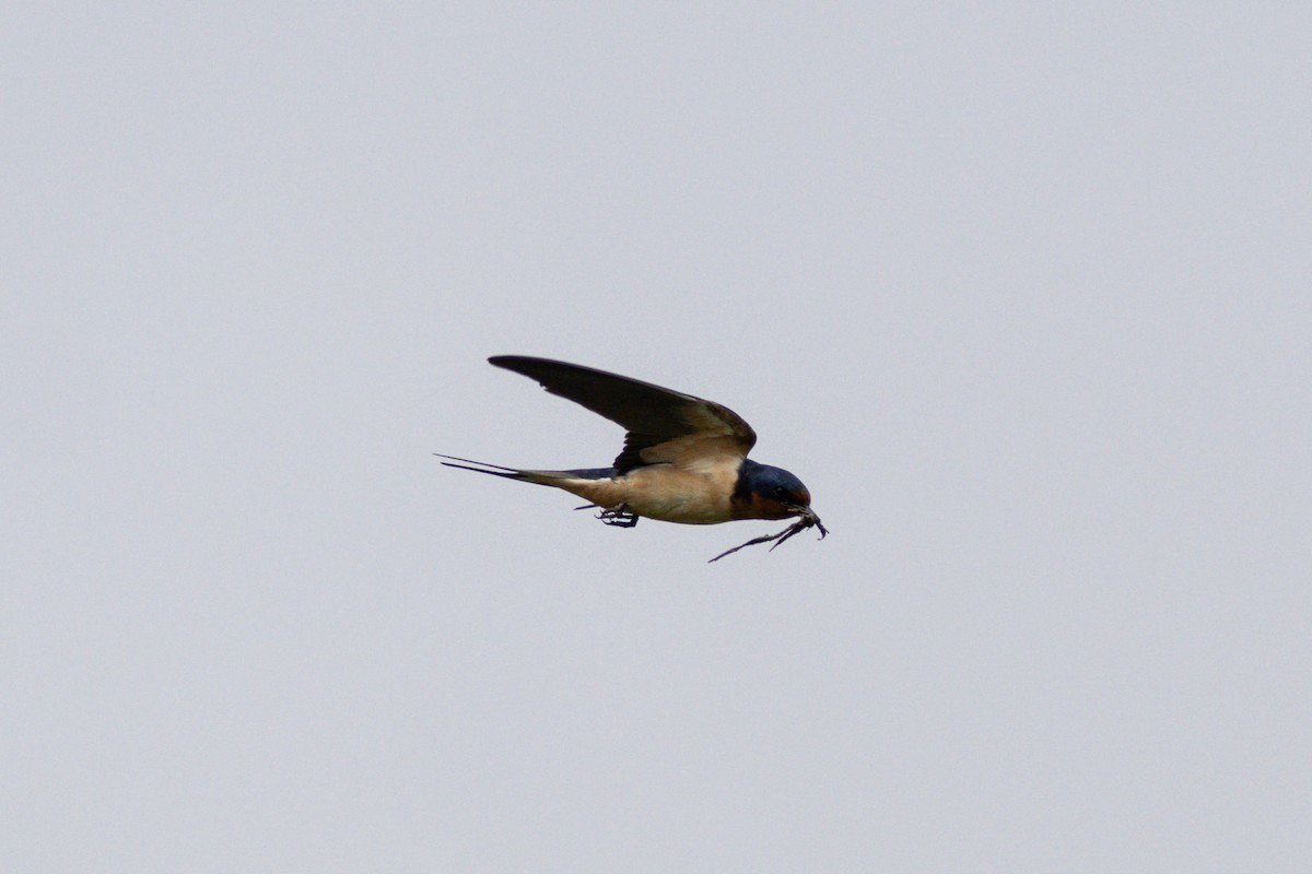Barn Swallow (American) - ML619138437