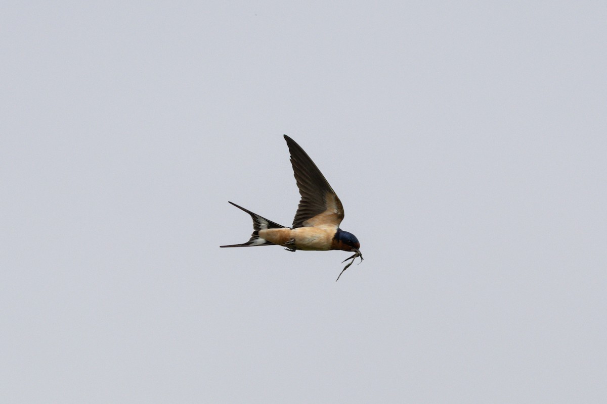Barn Swallow (American) - ML619138438