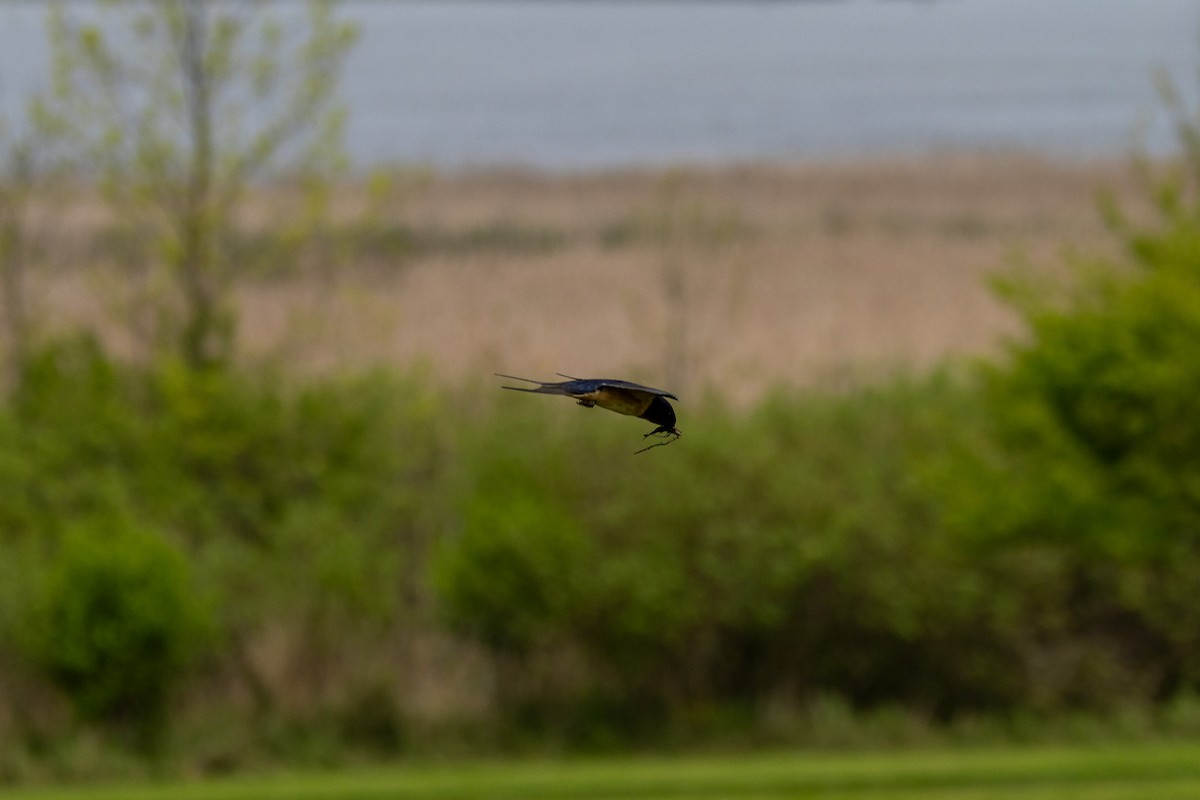 Barn Swallow (American) - ML619138439