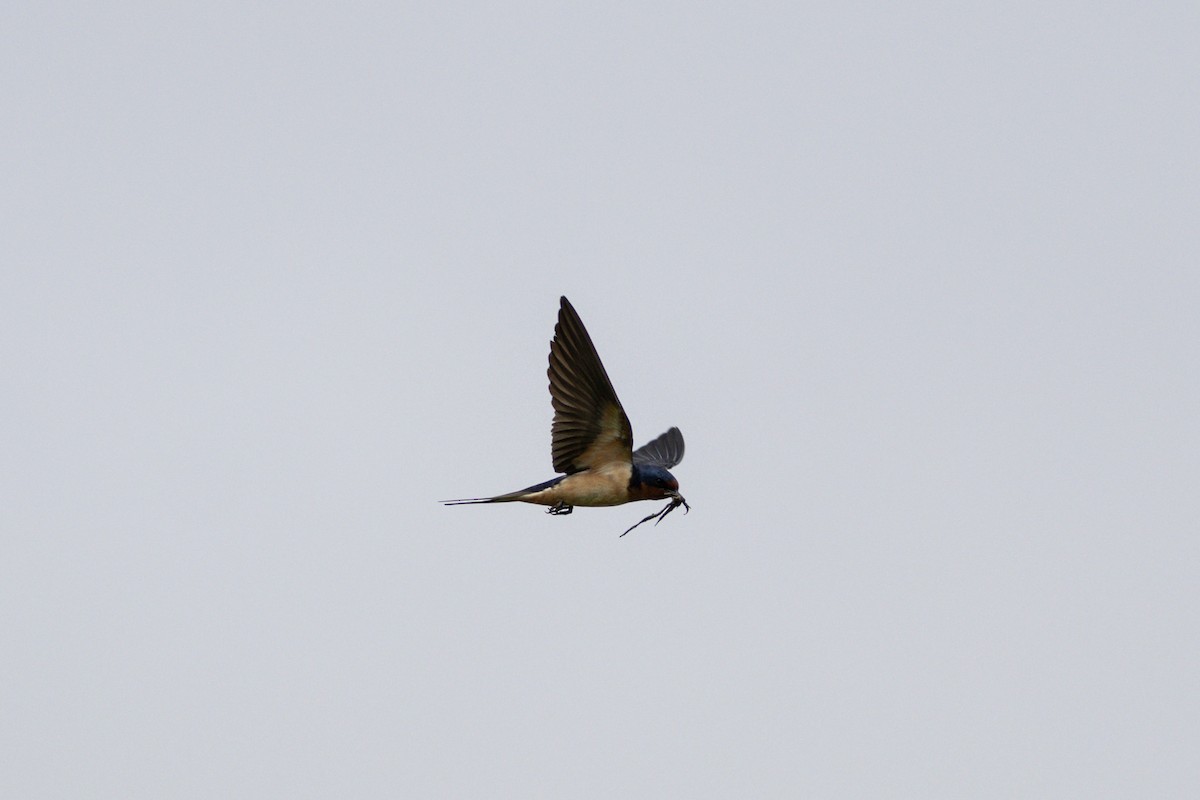 Barn Swallow (American) - ML619138440