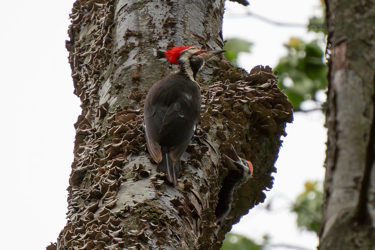 Pileated Woodpecker - ML619138469