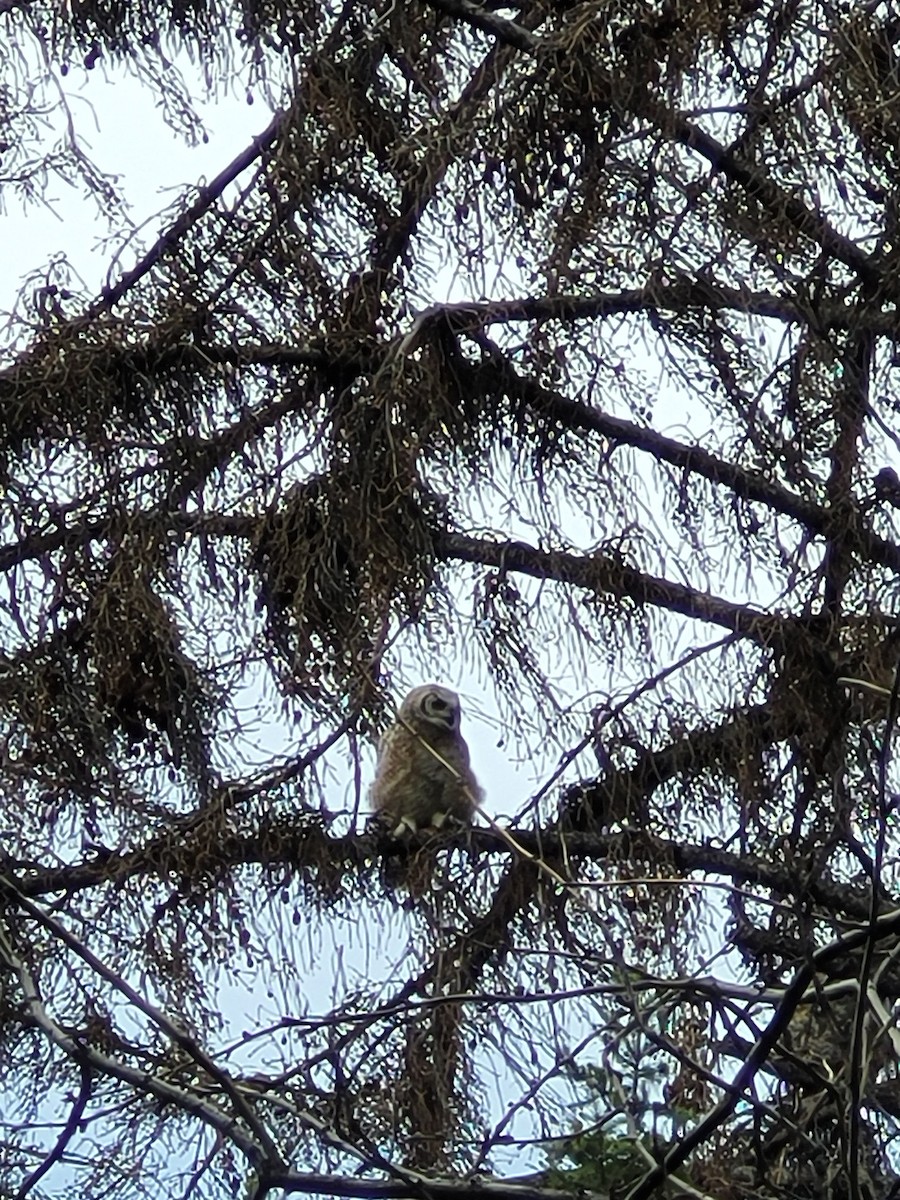 Great Horned Owl - ML619138481