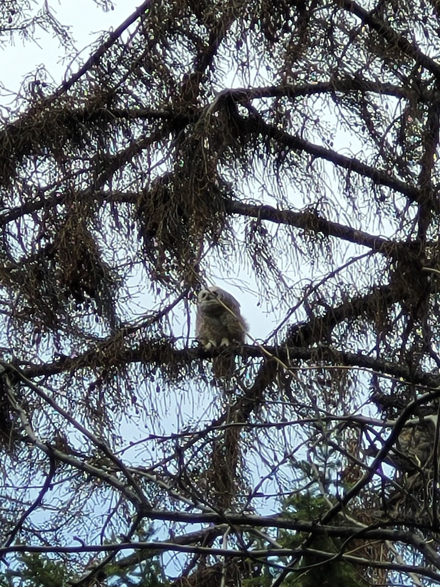Great Horned Owl - ML619138483