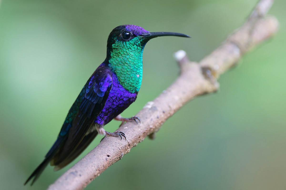 kolibřík vidloocasý - ML619138495