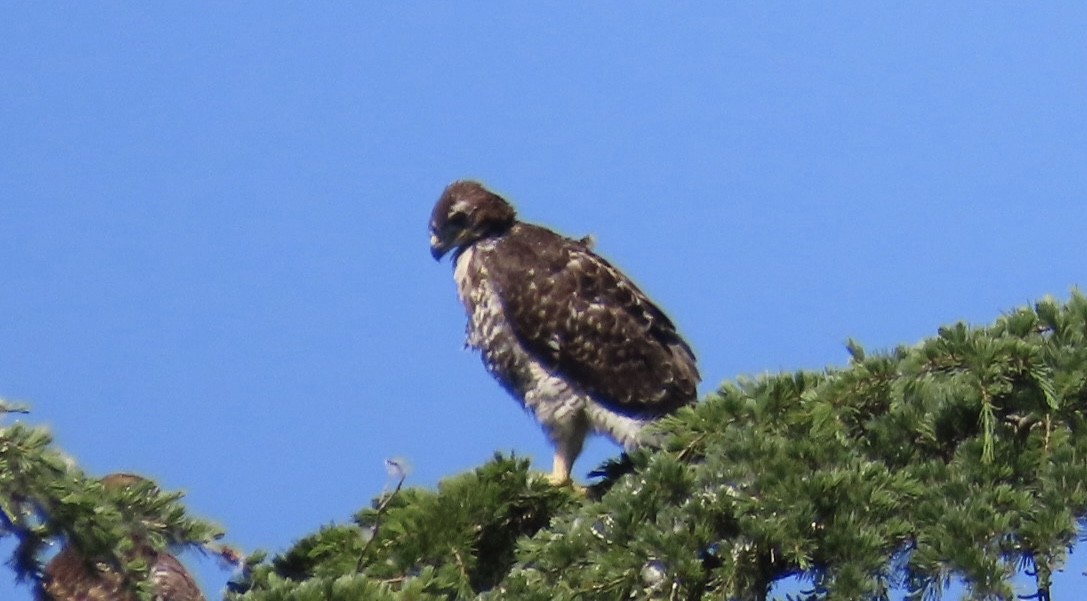 Red-tailed Hawk - ML619138497