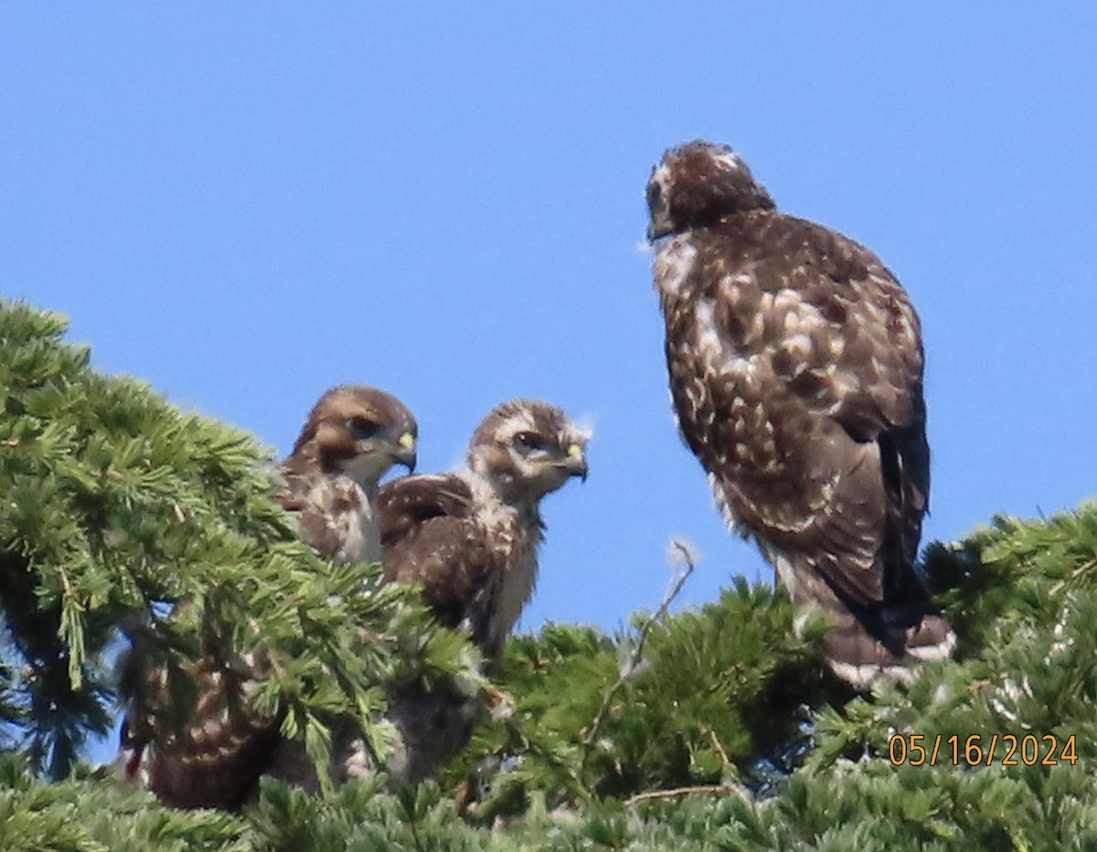 Red-tailed Hawk - ML619138506