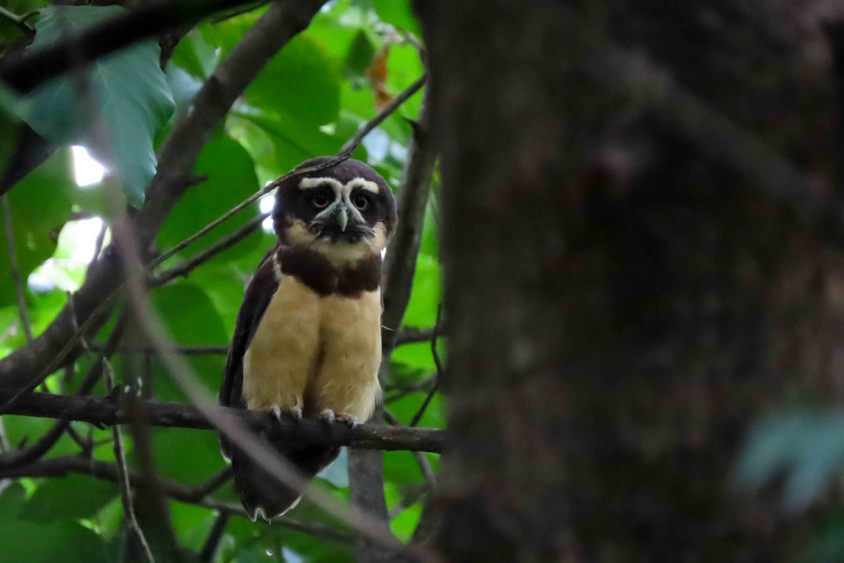 Spectacled Owl - ML619138587