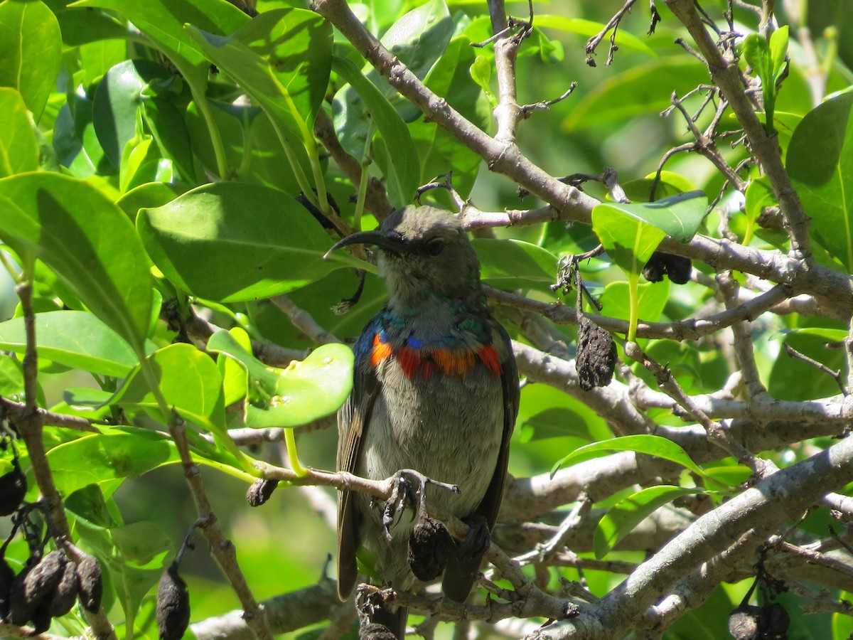 Southern Double-collared Sunbird - ML619138601