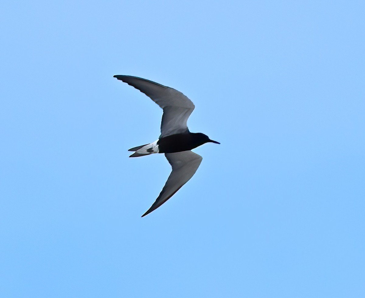 Black Tern - ML619138648