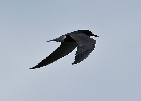 Black Tern - ML619138649