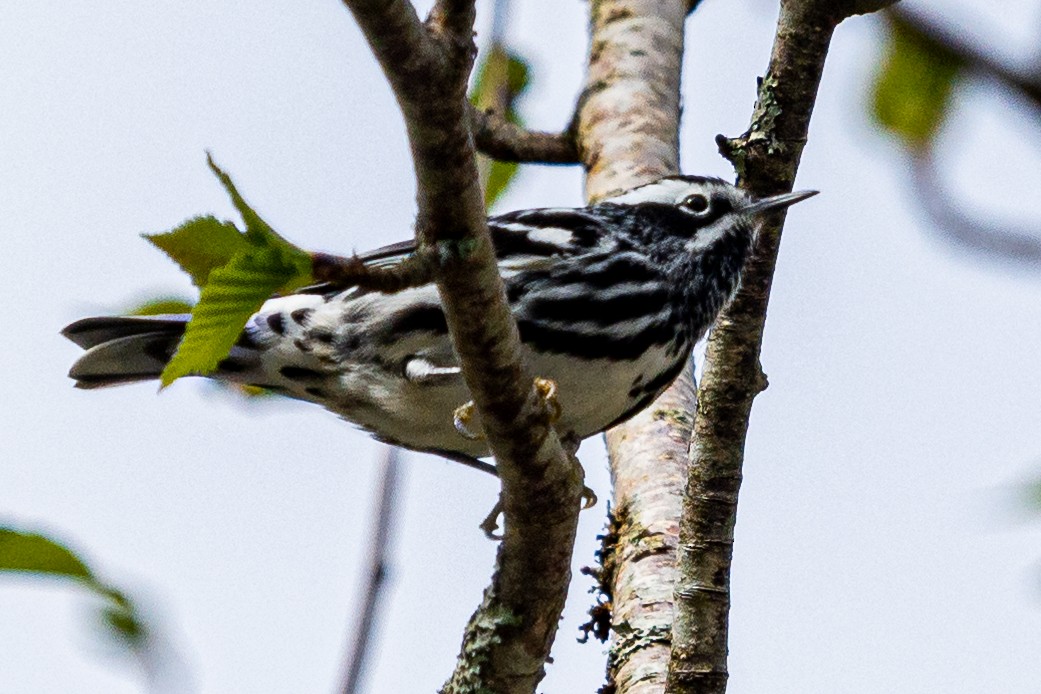 Black-and-white Warbler - ML619138701