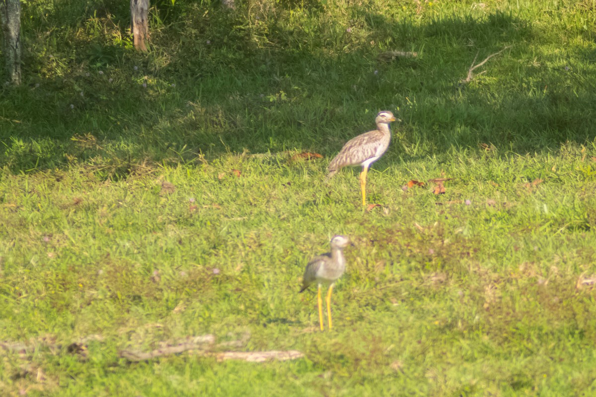 Double-striped Thick-knee - ML619138757