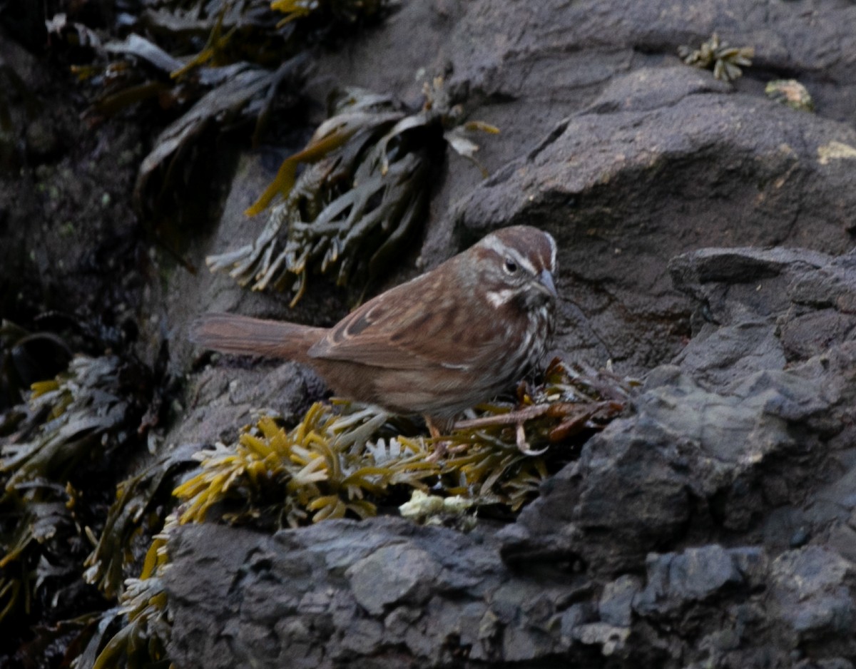 Fox Sparrow (Sooty) - ML619138764
