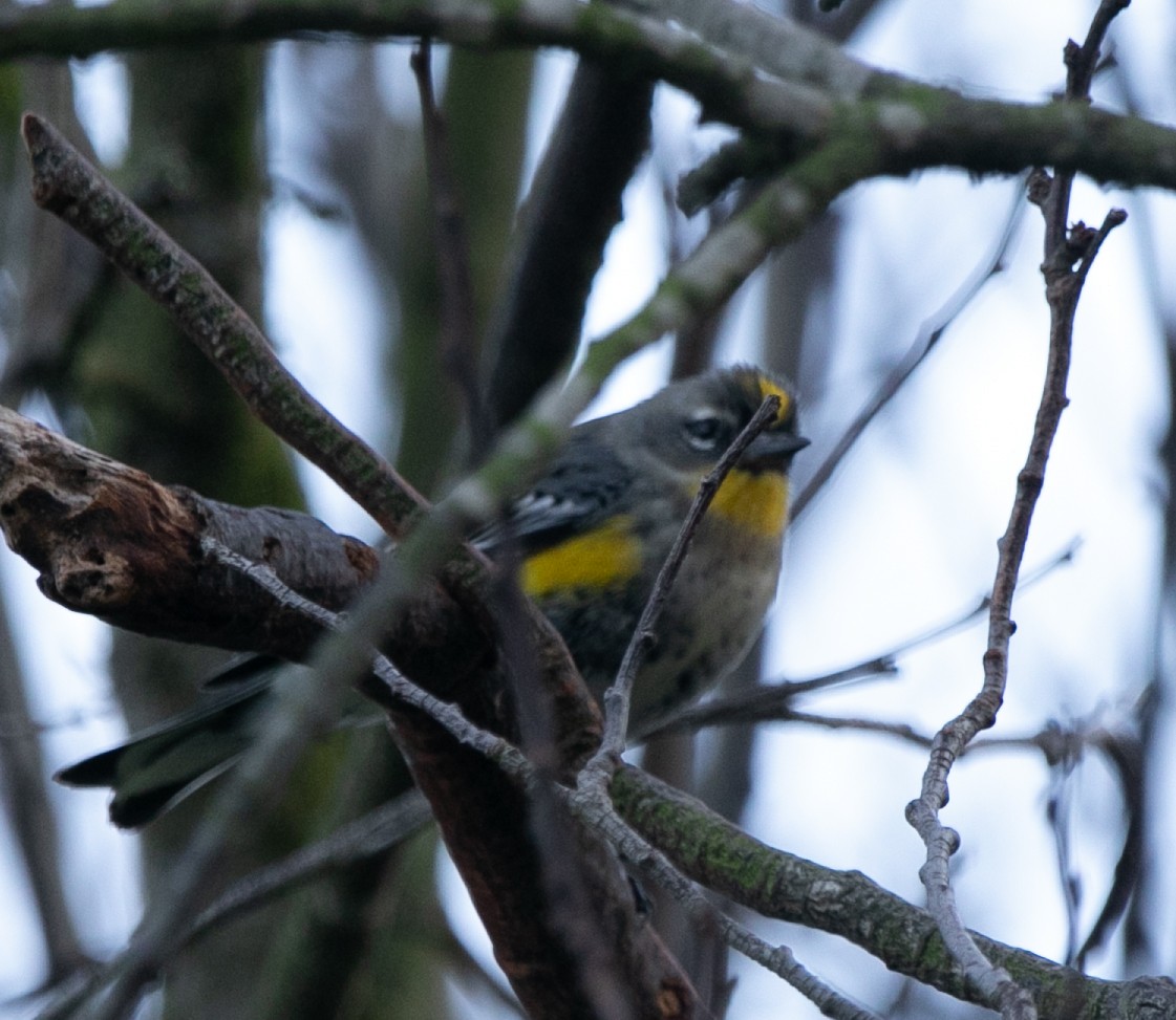 Yellow-rumped Warbler (Audubon's) - ML619138779