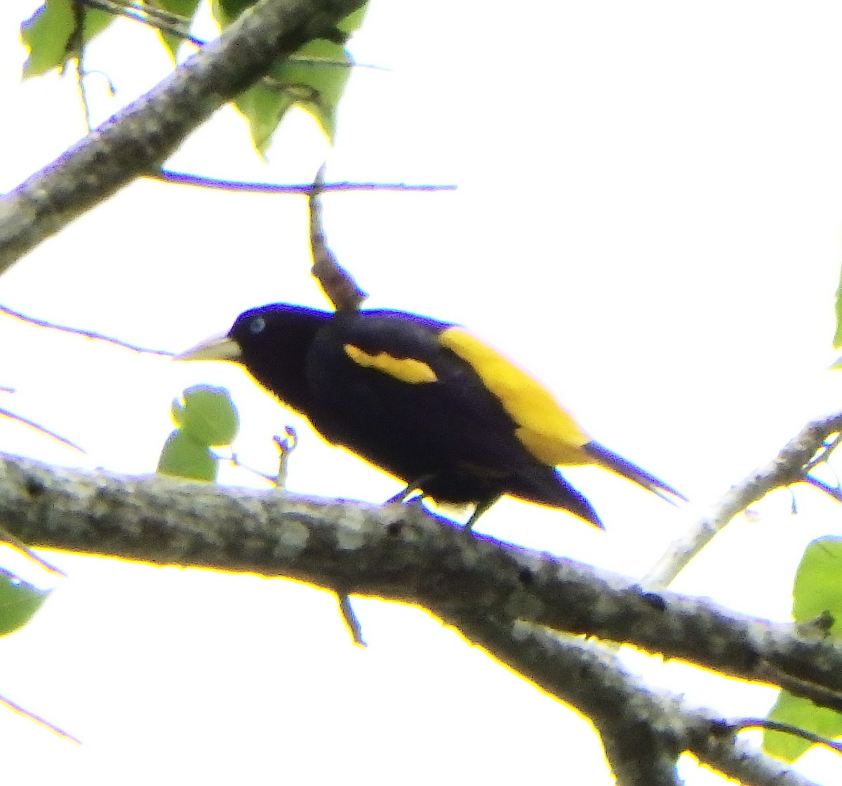 Yellow-rumped Cacique - ML619138793