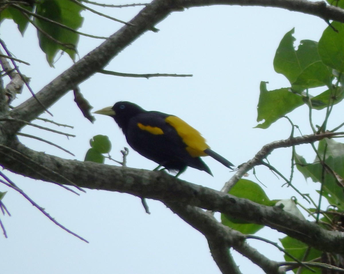 Yellow-rumped Cacique - ML619138795