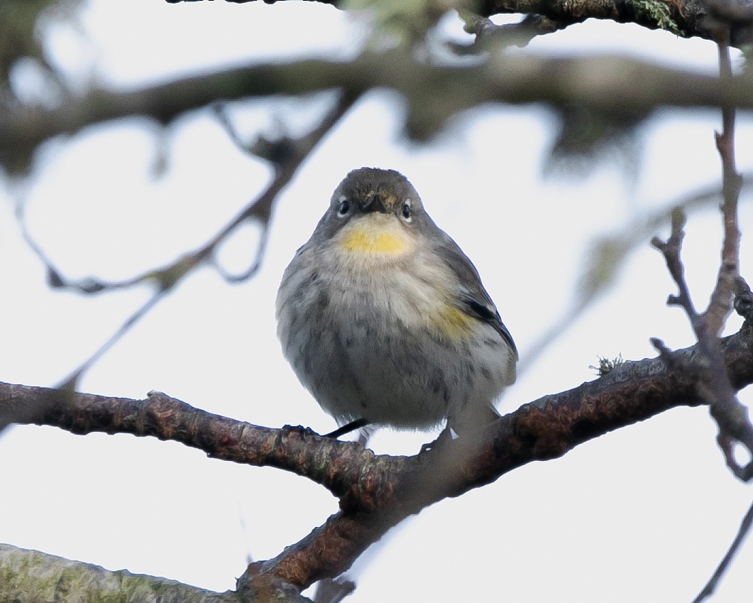 Yellow-rumped Warbler (Audubon's) - ML619138806