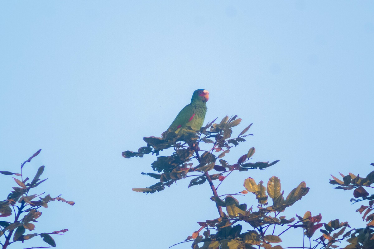 White-fronted Parrot - ML619138816