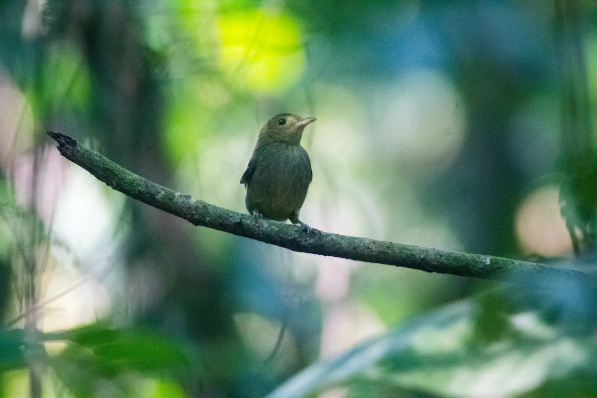 Red-capped Manakin - ML619138831