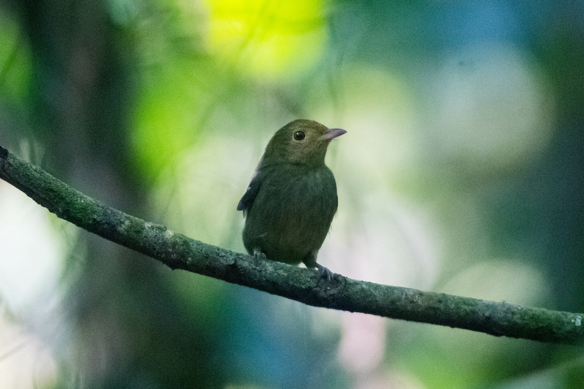 Red-capped Manakin - ML619138832