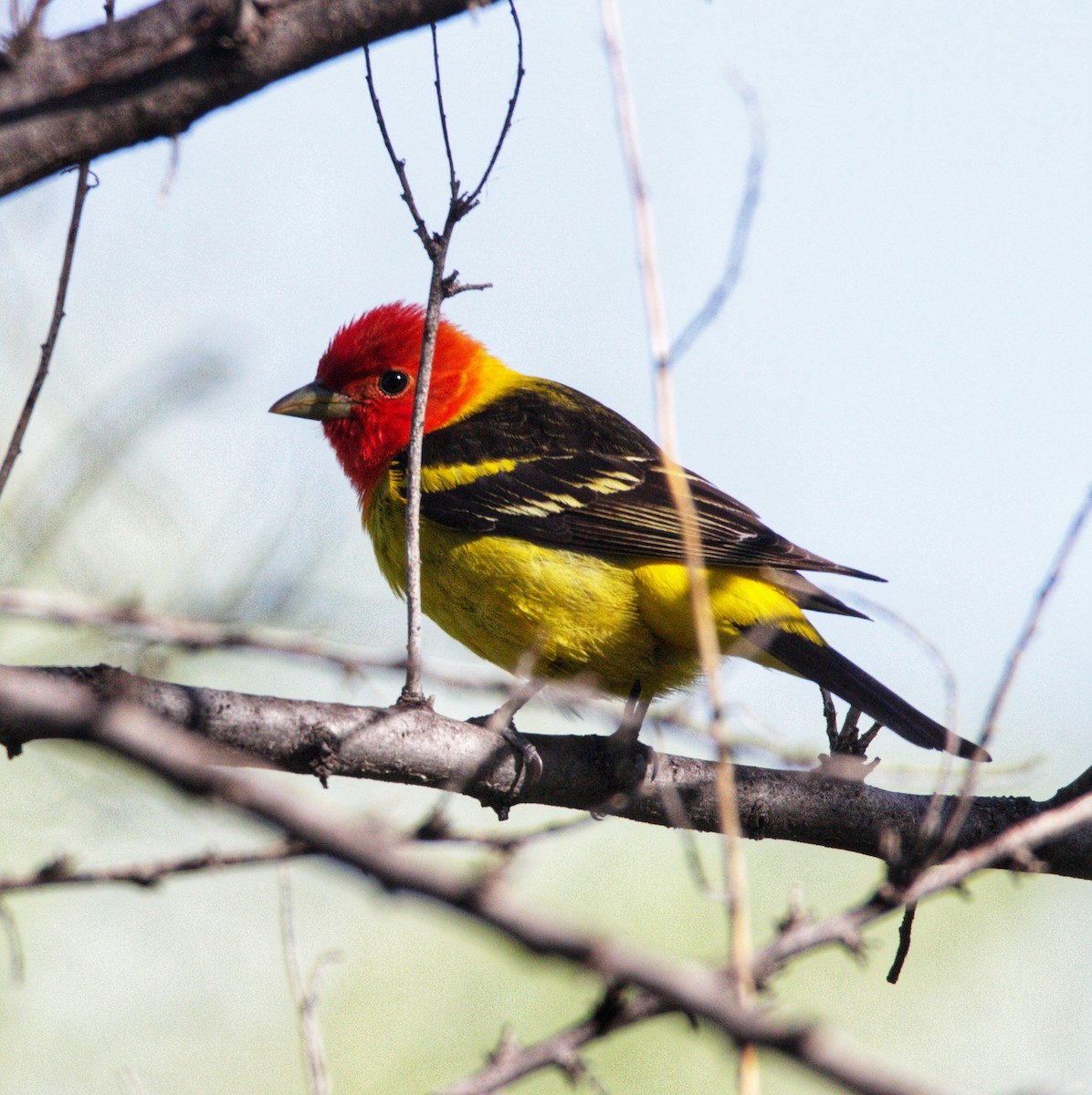 Western Tanager - ML619138850
