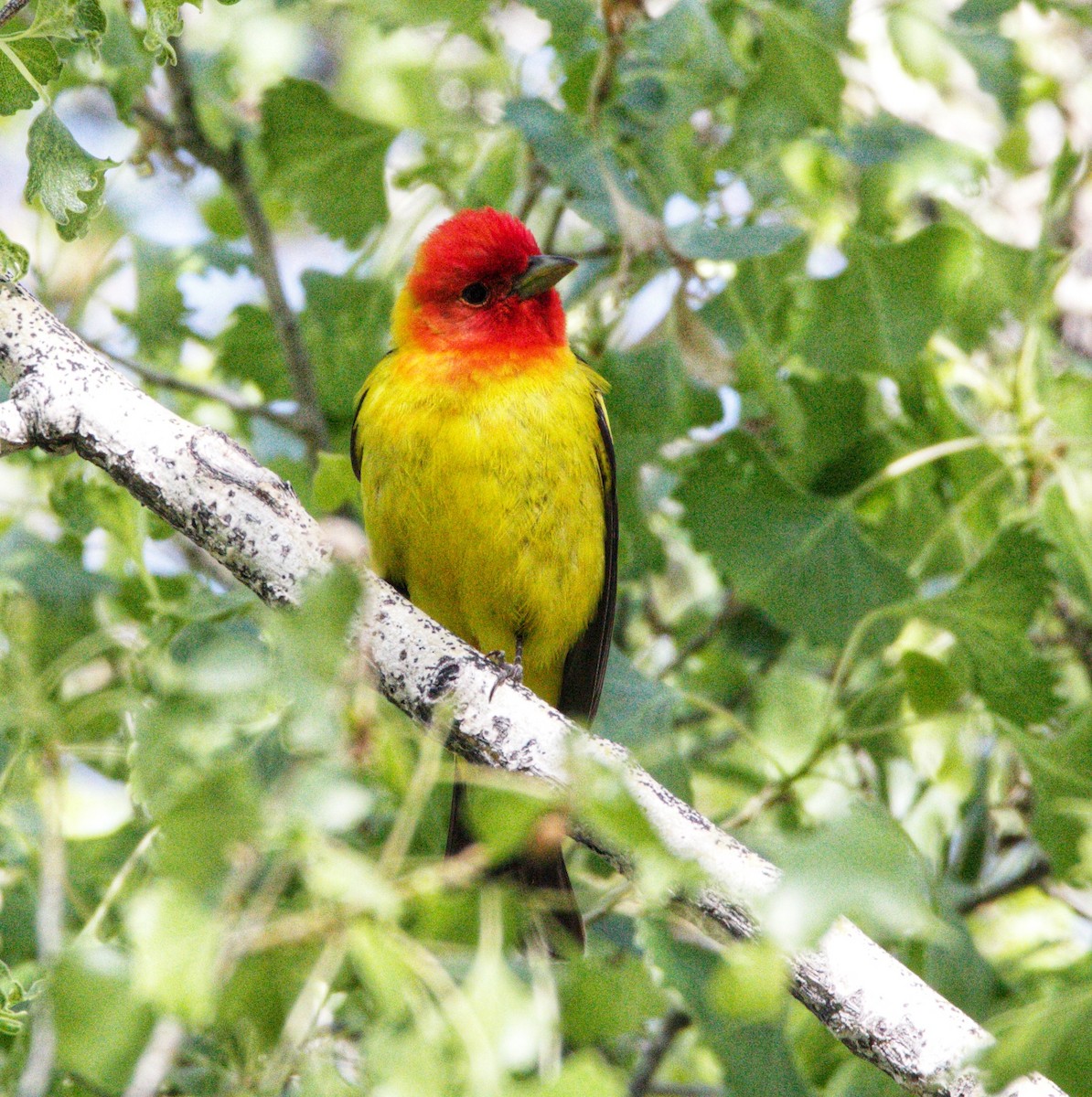 Western Tanager - ML619138851